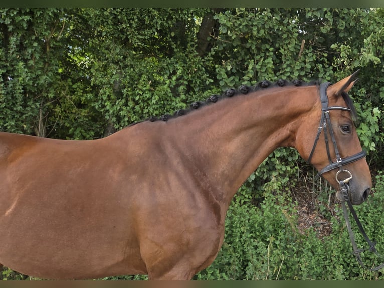 Westfale Stute 4 Jahre 170 cm Brauner in Womrath