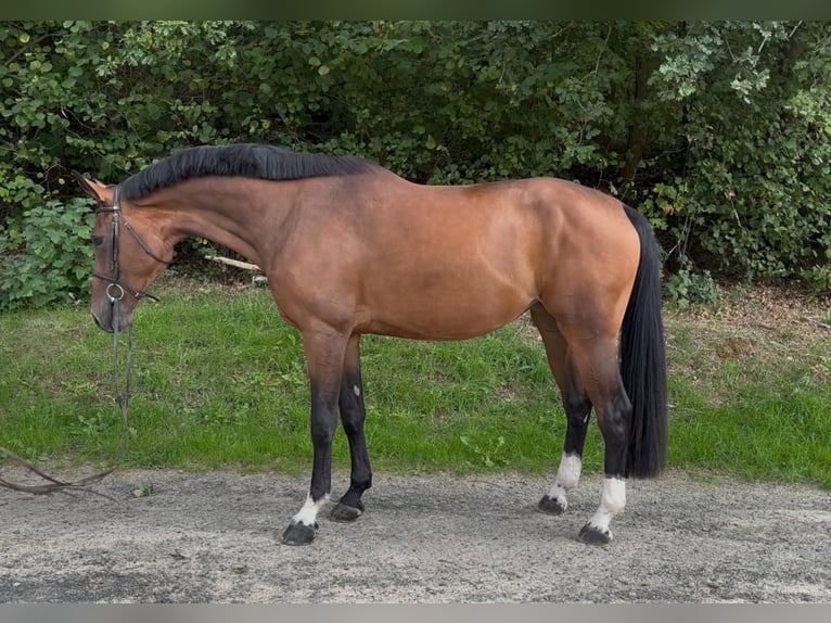 Westfale Stute 4 Jahre 170 cm Brauner in Freudenberg