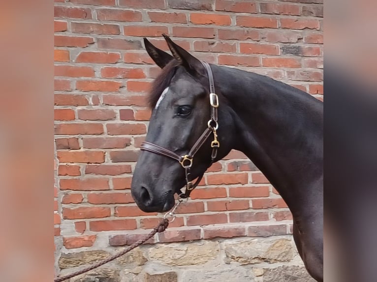 Westfale Stute 4 Jahre 170 cm Rappe in Rheine