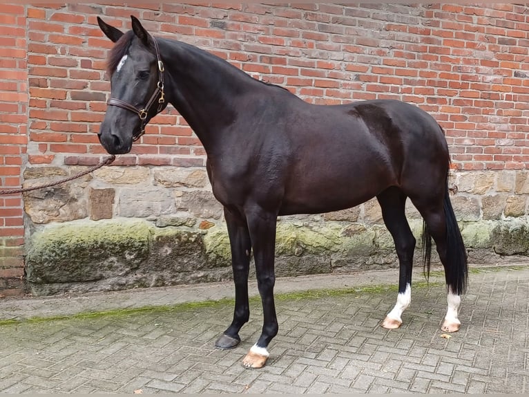 Westfale Stute 4 Jahre 170 cm Rappe in Rheine