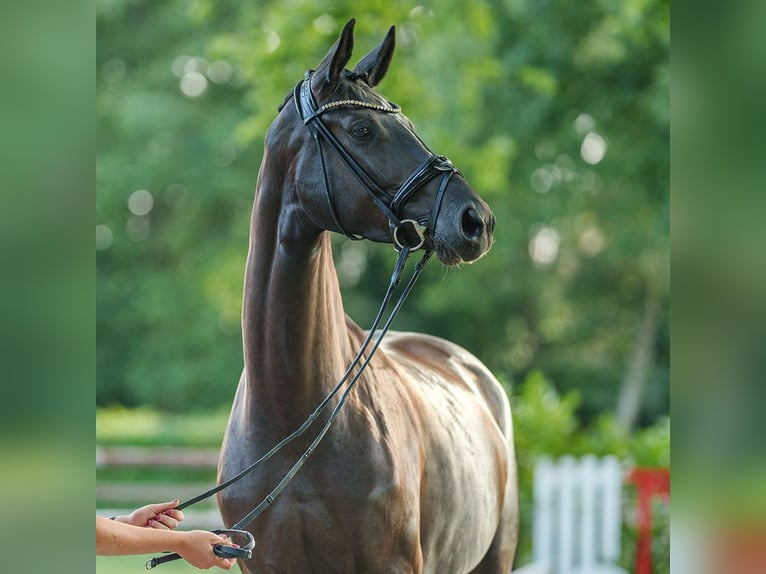 Westfale Stute 4 Jahre 170 cm Schwarzbrauner in Münster