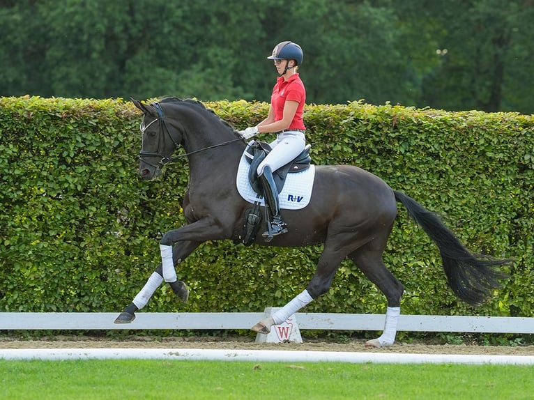 Westfale Stute 4 Jahre 170 cm Schwarzbrauner in Münster