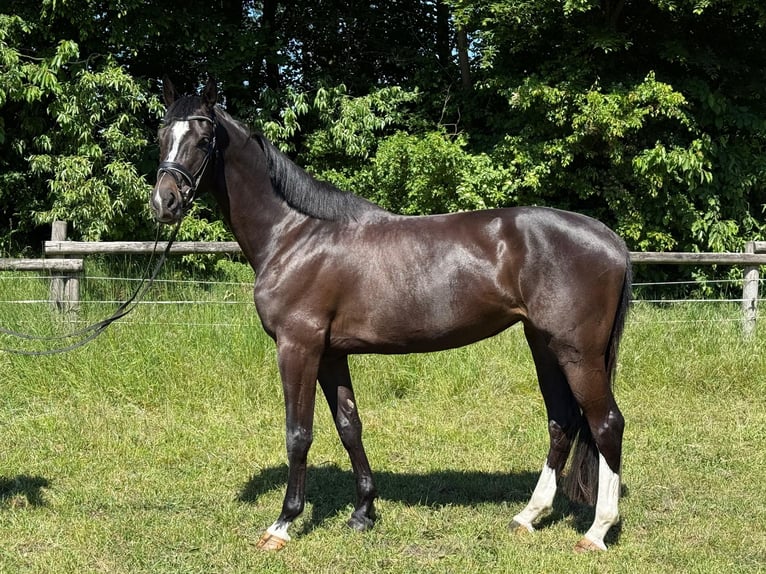 Westfale Stute 4 Jahre 170 cm Schwarzbrauner in L&#xFC;nen