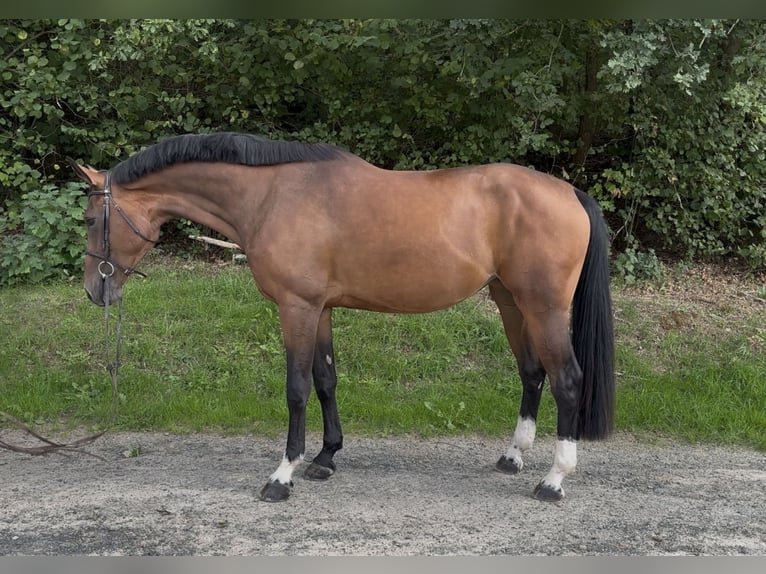 Westfale Stute 4 Jahre 170 cm  in Freudenberg