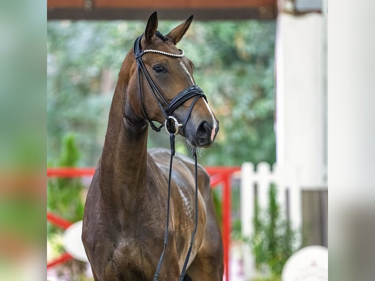 Westfale Stute 4 Jahre 171 cm Dunkelbrauner in Mnster-Handorf
