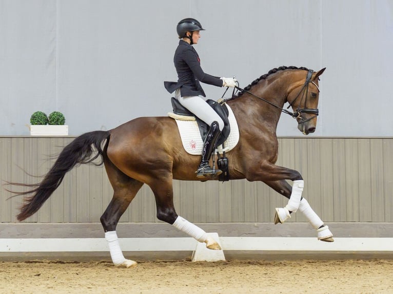Westfale Stute 4 Jahre 171 cm Dunkelbrauner in Mnster-Handorf