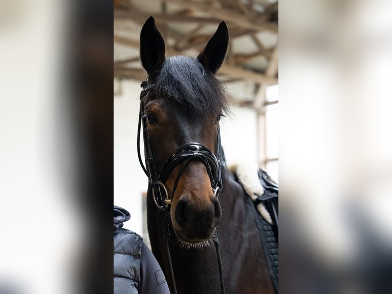 Westfale Stute 4 Jahre 171 cm Dunkelbrauner in Borchen