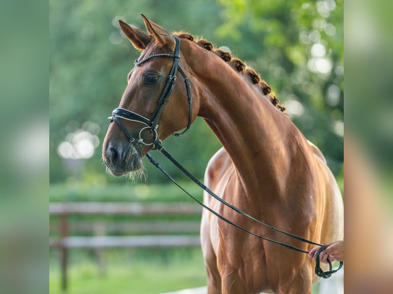 Westfale Stute 4 Jahre 171 cm Fuchs in Münster