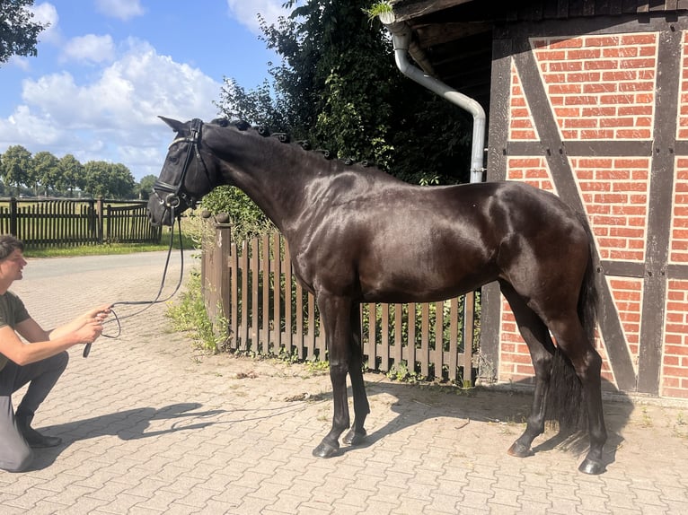 Westfale Stute 4 Jahre 171 cm Rappe in Telgte