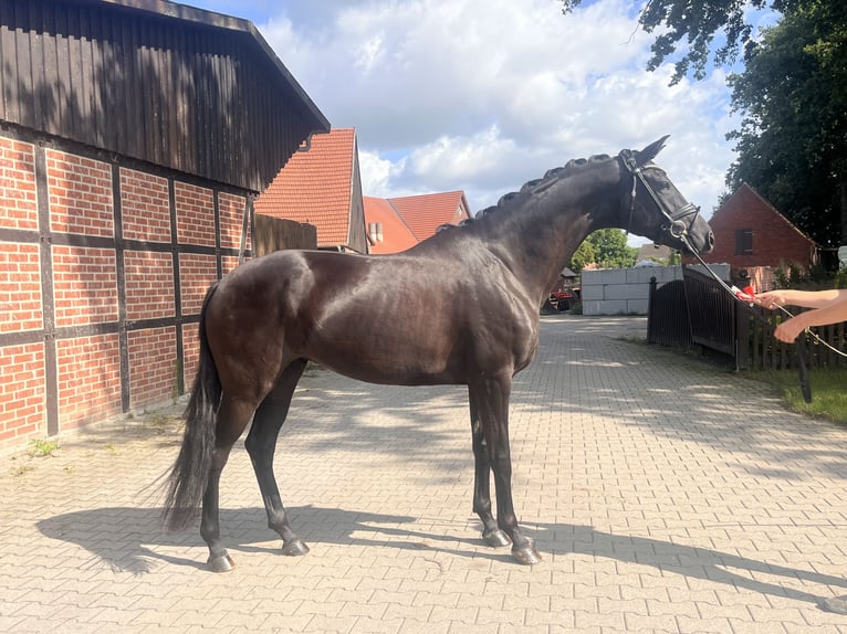 Westfale Stute 4 Jahre 171 cm Rappe in Telgte
