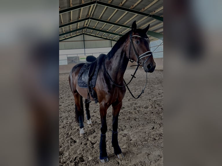 Westfale Stute 4 Jahre 172 cm Brauner in Marlow