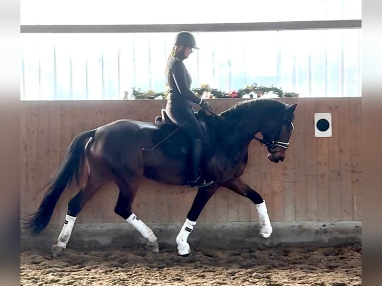 Westfale Stute 4 Jahre 172 cm Brauner in Marlow