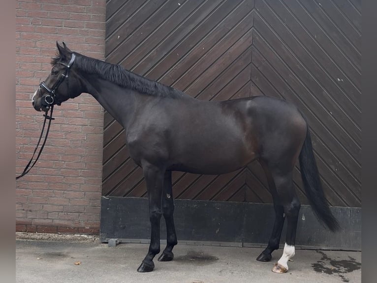 Westfale Stute 4 Jahre 172 cm Dunkelbrauner in Rietberg