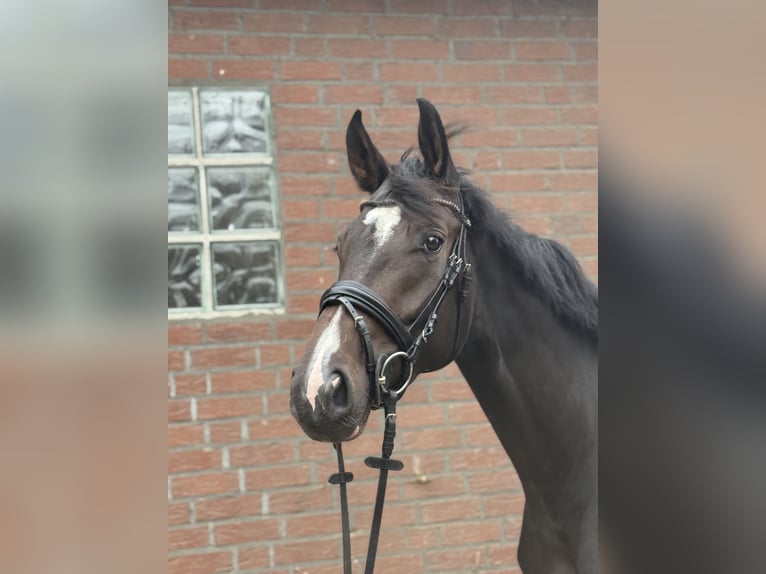 Westfale Stute 4 Jahre 172 cm Dunkelbrauner in Rietberg
