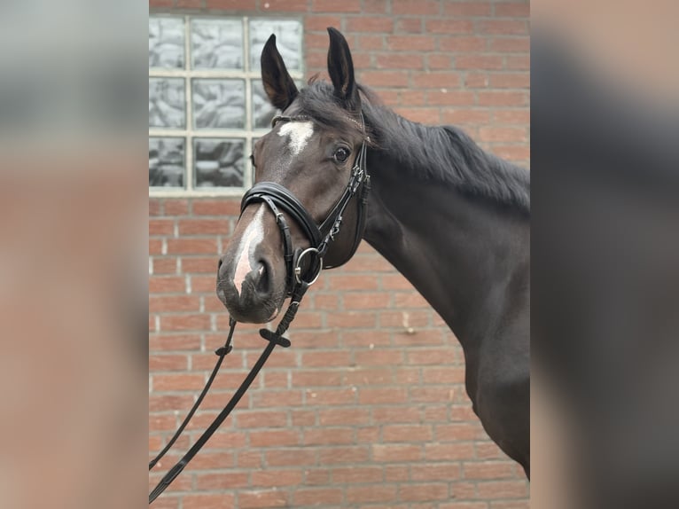 Westfale Stute 4 Jahre 172 cm Dunkelbrauner in Rietberg