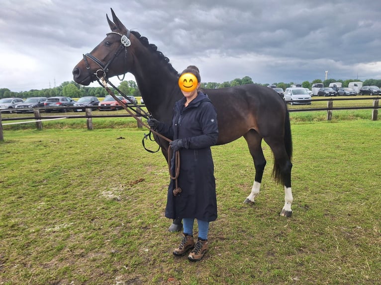 Westfale Stute 4 Jahre 172 cm Dunkelbrauner in Neu Wulmstorf Westfale Stute 4 Jahre 172 cm Dunkelbrauner in Neu Wulmstorf