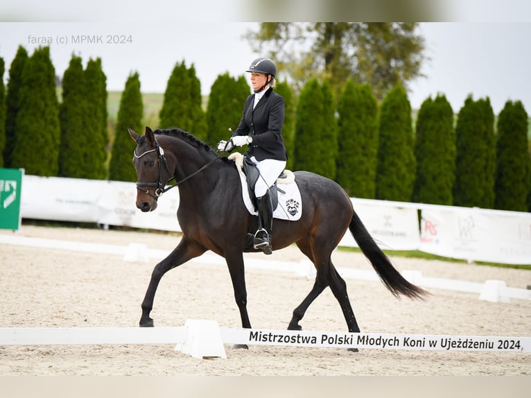 Westfale Stute 4 Jahre 172 cm Dunkelbrauner in Wysin