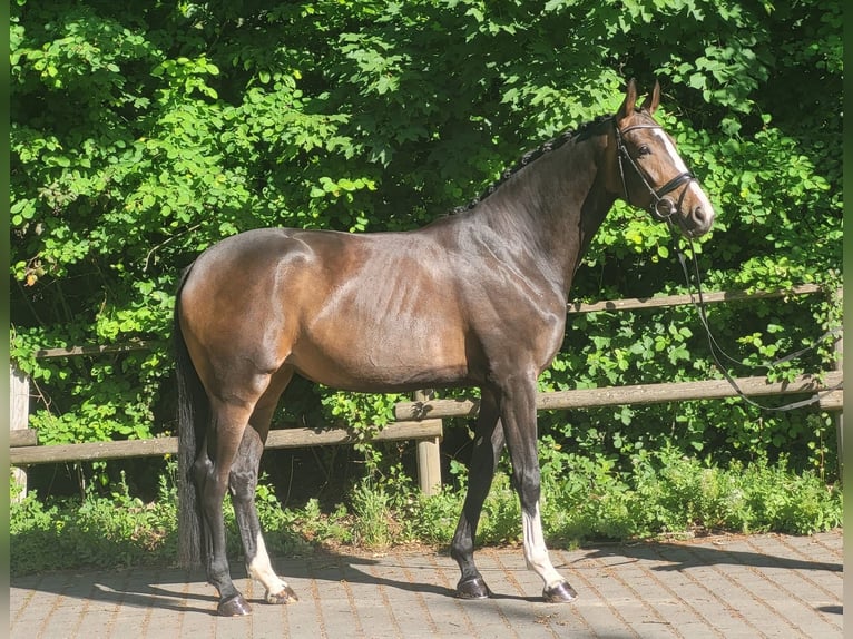 Westfale Stute 4 Jahre 172 cm Dunkelbrauner in Wiesbaden