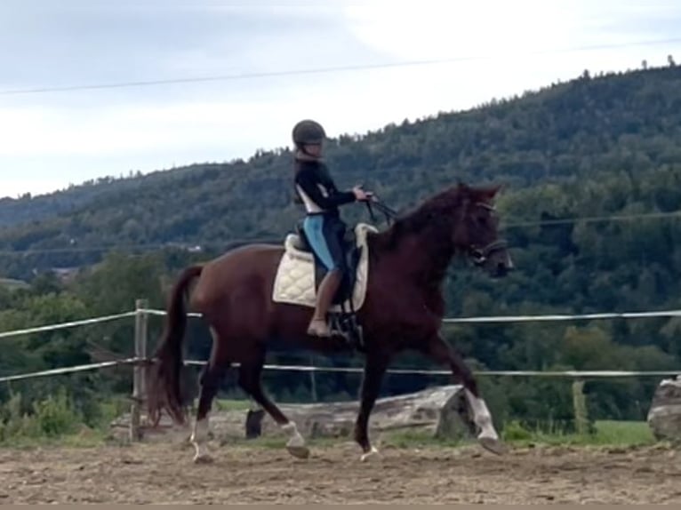 Westfale Stute 4 Jahre 172 cm Fuchs in Hauzenberg