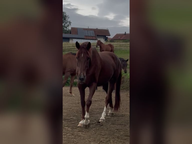 Westfale Stute 4 Jahre 172 cm Fuchs in Hauzenberg