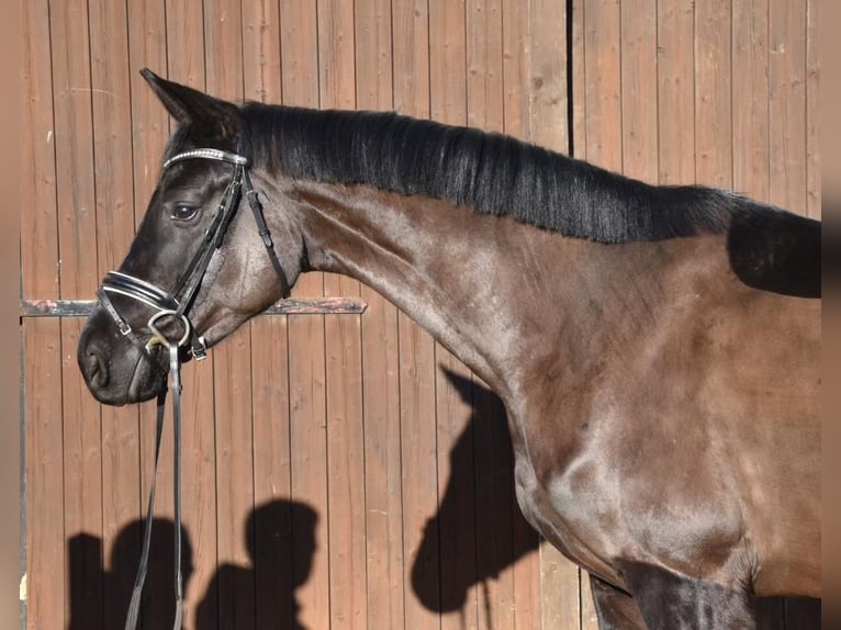 Westfale Stute 4 Jahre 172 cm Rappe in L&#xFC;nen