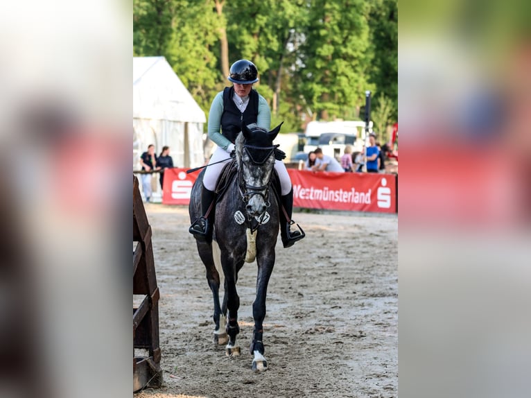 Westfale Stute 4 Jahre 173 cm Schimmel in M&#xFC;nster