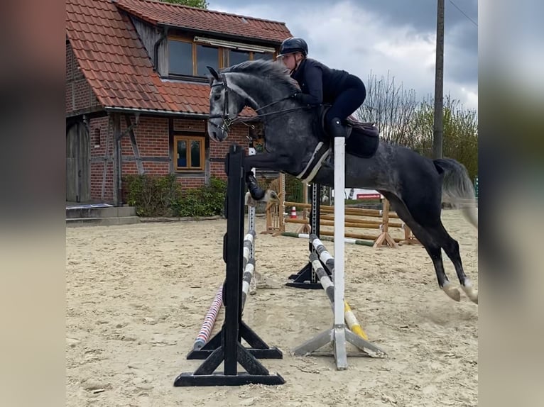 Westfale Stute 4 Jahre 173 cm Schimmel in M&#xFC;nster