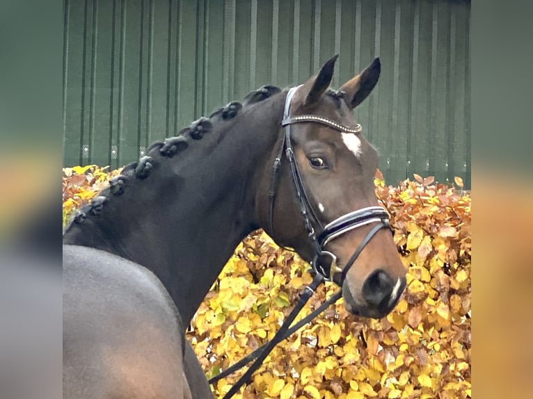 Westfale Stute 4 Jahre 174 cm Brauner in Visbek