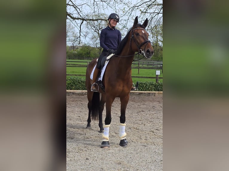 Westfale Stute 4 Jahre 174 cm Brauner in Ascheberg