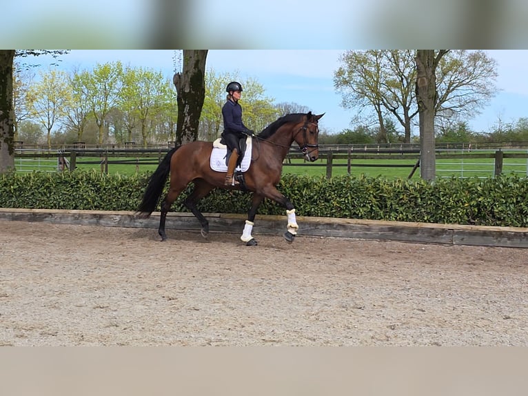 Westfale Stute 4 Jahre 174 cm Brauner in Ascheberg