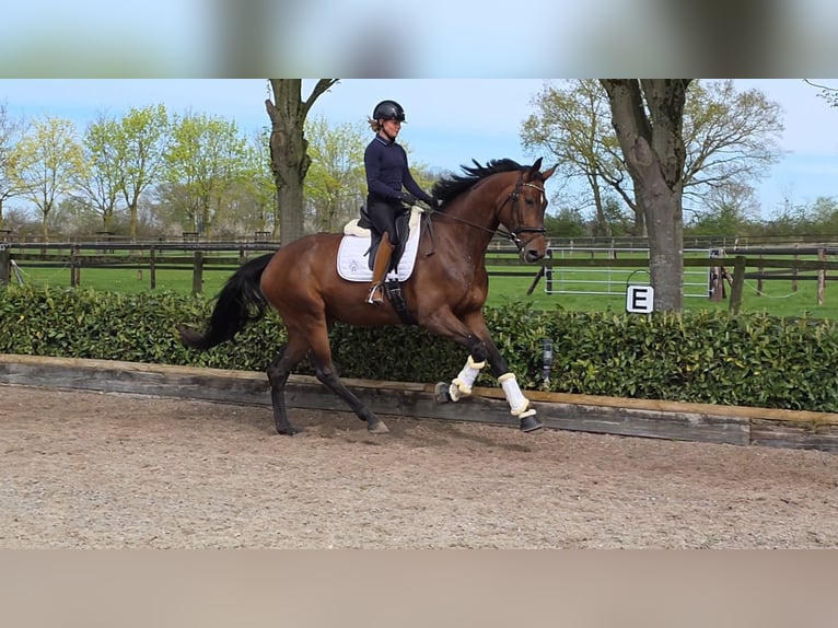 Westfale Stute 4 Jahre 174 cm Brauner in Ascheberg