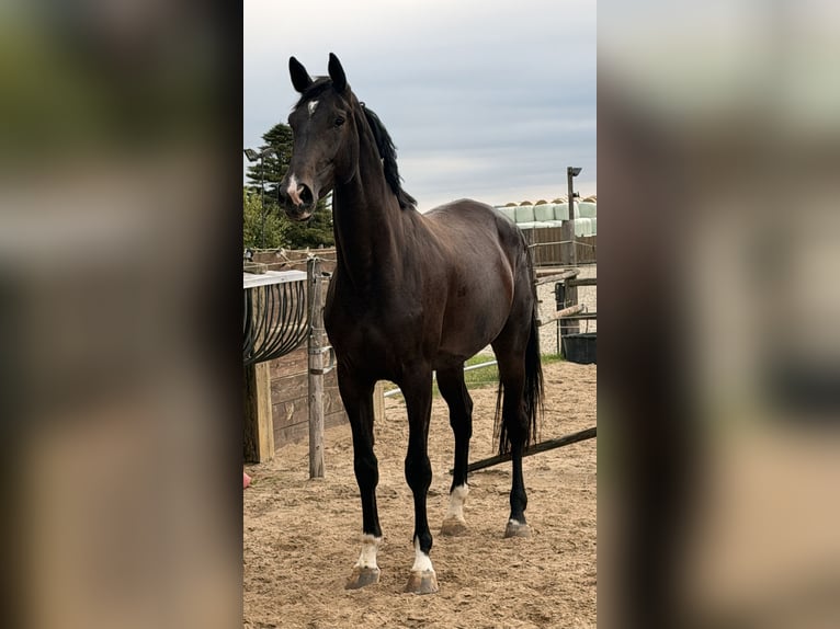 Westfale Stute 4 Jahre 174 cm Dunkelbrauner in Velpke