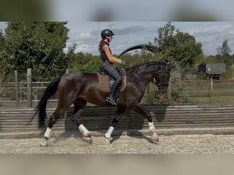 Westfale Stute 4 Jahre 174 cm Dunkelbrauner in Velpke