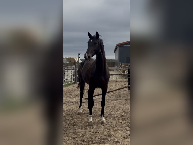 Westfale Stute 4 Jahre 174 cm Dunkelbrauner in Velpke