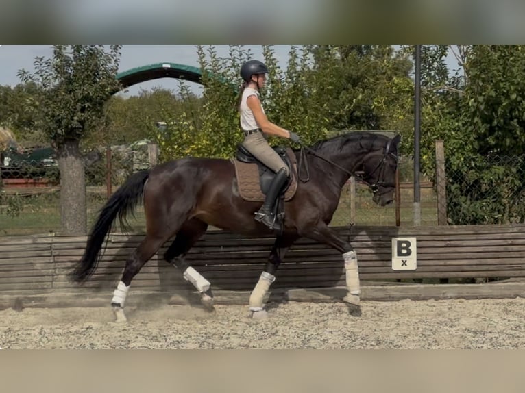 Westfale Stute 4 Jahre 174 cm Dunkelbrauner in Velpke