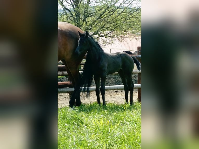 Westfale Stute 4 Jahre 174 cm Rappe in Gevelsberg