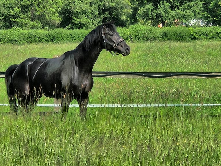 Westfale Stute 4 Jahre 174 cm Rappe in Gevelsberg
