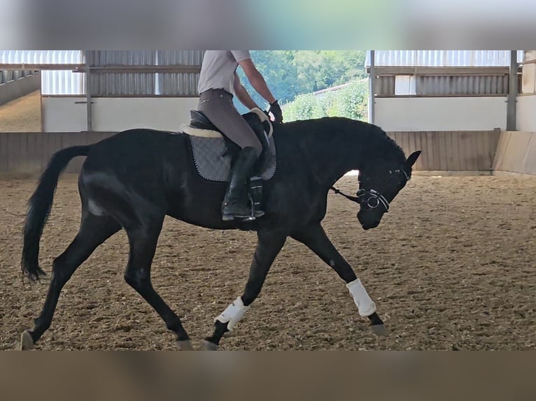 Westfale Stute 4 Jahre 174 cm Rappe in Gevelsberg