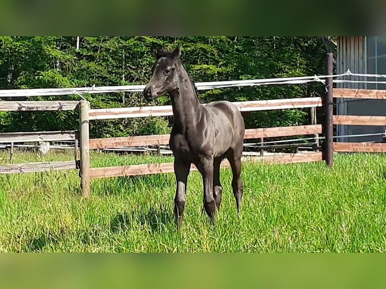 Westfale Stute 4 Jahre 174 cm Rappe in Gevelsberg
