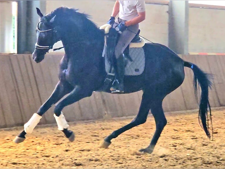 Westfale Stute 4 Jahre 174 cm Rappe in Gevelsberg