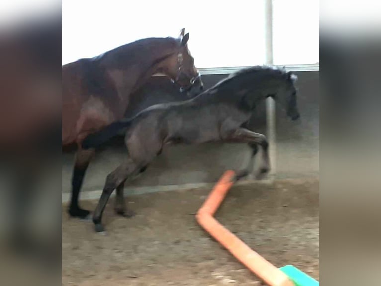 Westfale Stute 4 Jahre 174 cm Rappe in Gevelsberg