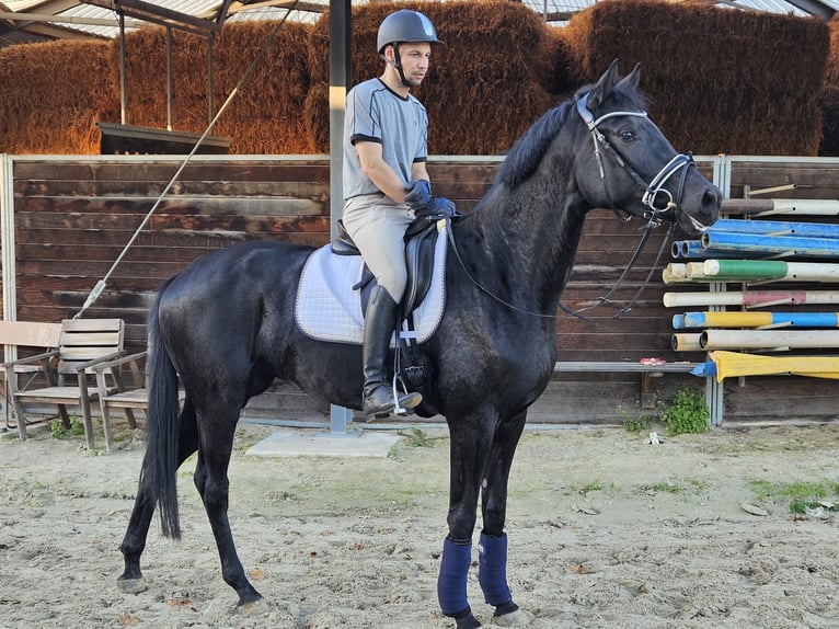 Westfale Stute 4 Jahre 174 cm Rappe in Gevelsberg