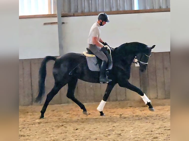 Westfale Stute 4 Jahre 174 cm Rappe in Gevelsberg