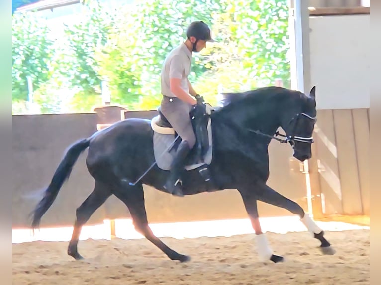 Westfale Stute 4 Jahre 174 cm Rappe in Gevelsberg