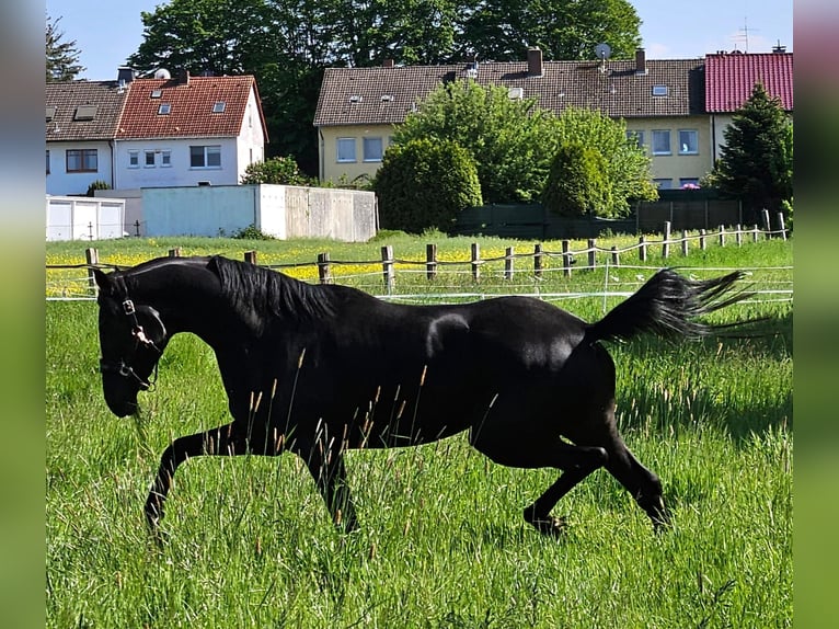 Westfale Stute 4 Jahre 174 cm Rappe in Gevelsberg