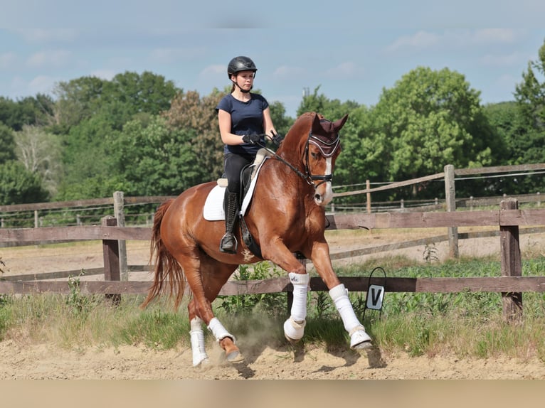 Westfale Stute 4 Jahre 175 cm Fuchs in Greven