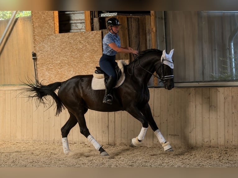 Westfale Stute 4 Jahre 175 cm Rappe in Prichsenstadt