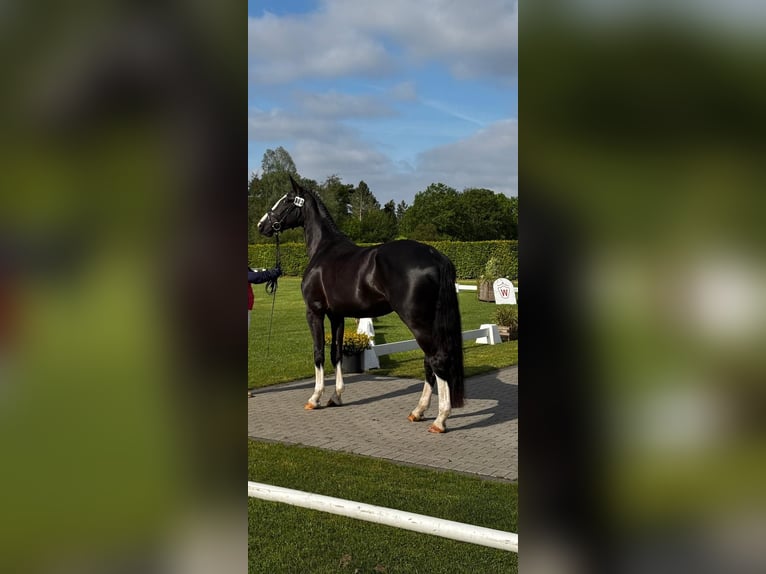 Westfale Stute 4 Jahre 176 cm Rappe in Gevelsberg