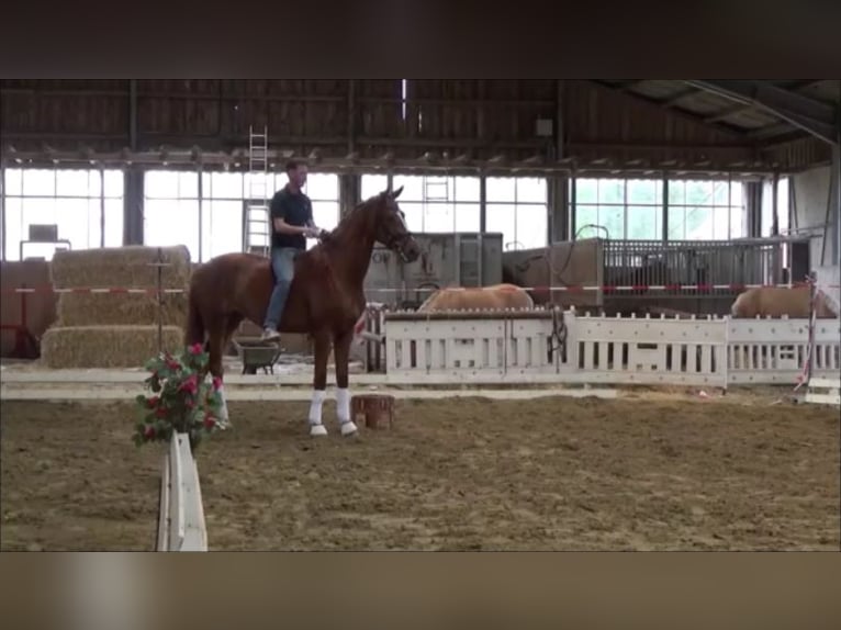 Westfale Stute 4 Jahre 179 cm Fuchs in Lüdinghausen