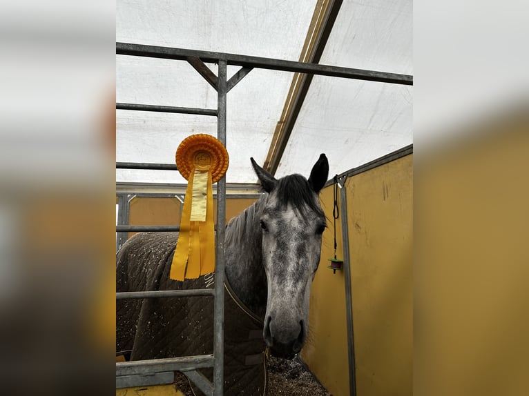 Westfale Stute 4 Jahre Apfelschimmel in Pogeez